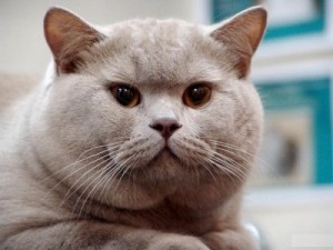 Фото лиловых британцев: взрослые лиловые британские коты и кошки     